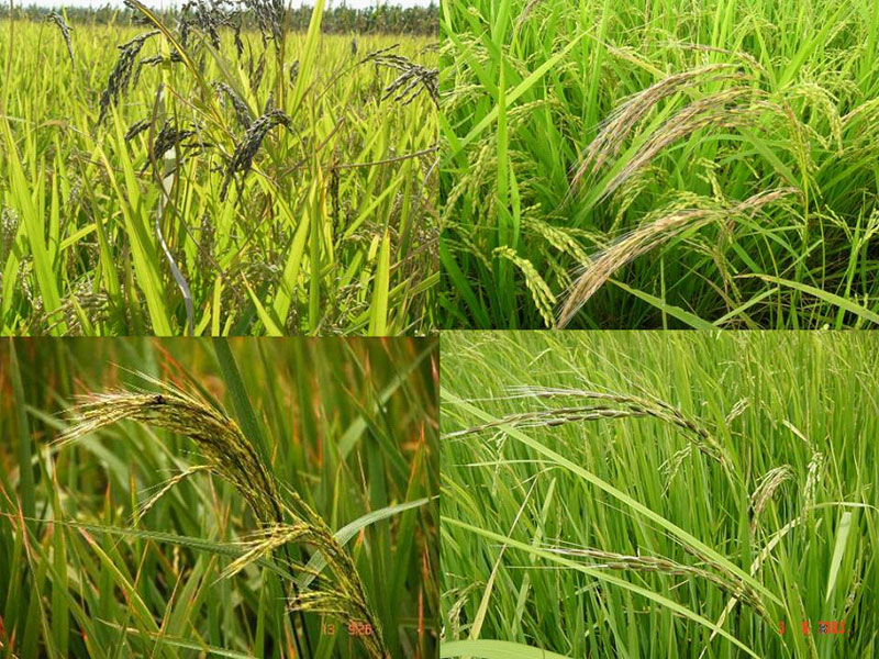  p>杂草稻指的是具有杂草特性的水稻,又称野稻,杂稻, a href="#" data