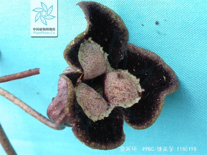 《金耳环》是由 a target="_blank" href="/item/海岩/586936" data