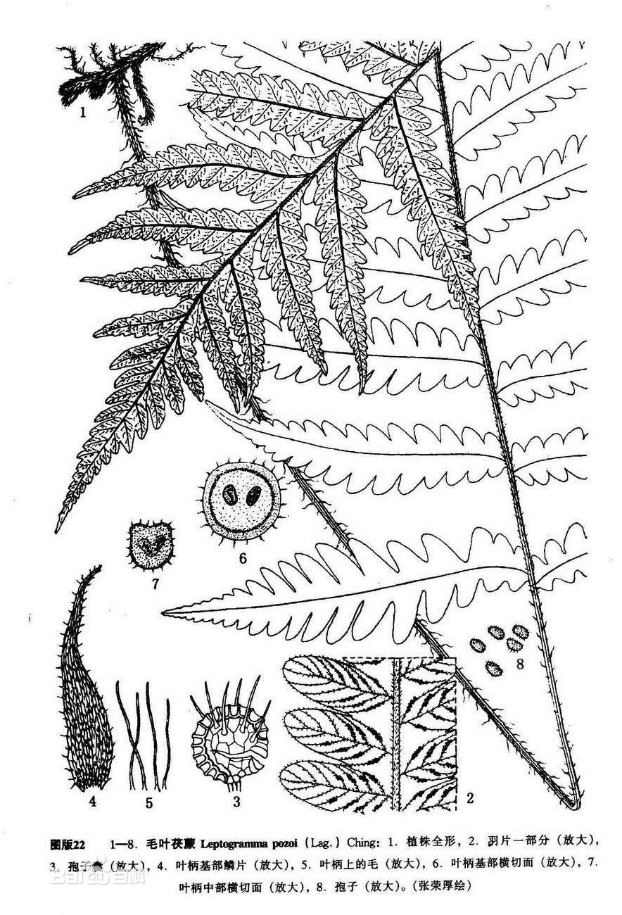 ching)是金星蕨科茯蕨属植物,别称:非洲茯蕨,是 a target="_blank"