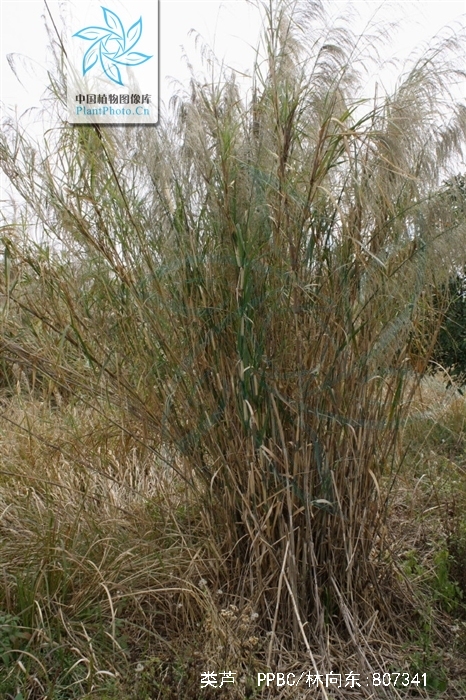 是禾本科,类芦属多年生苇状 a href="#" data-lemmaid="541696">