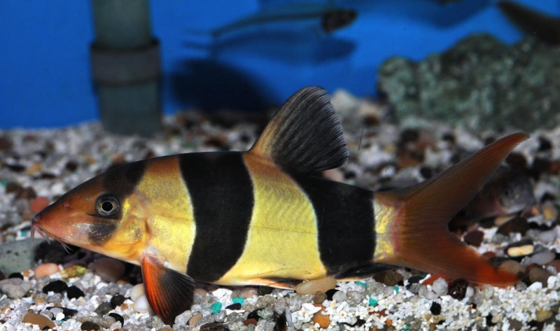  p>三间鼠鱼,分布于东部,西部,品种丰富.