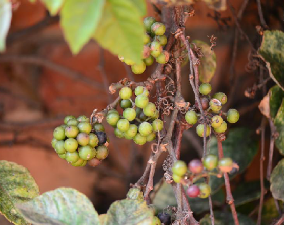  p>爬树龙,中药名.