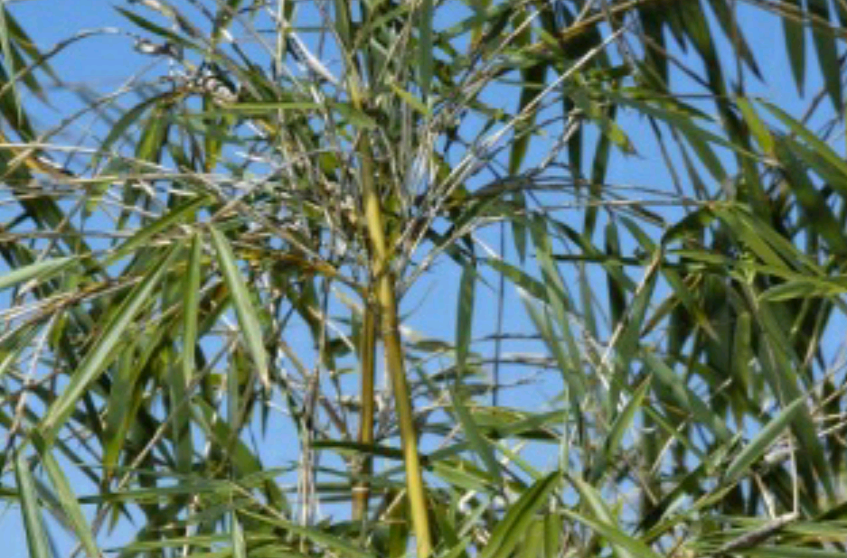 yi),别名:大叶箭竹(贵州望漠),小箭竹,寮箭竹(广西凌云)多生于海拔