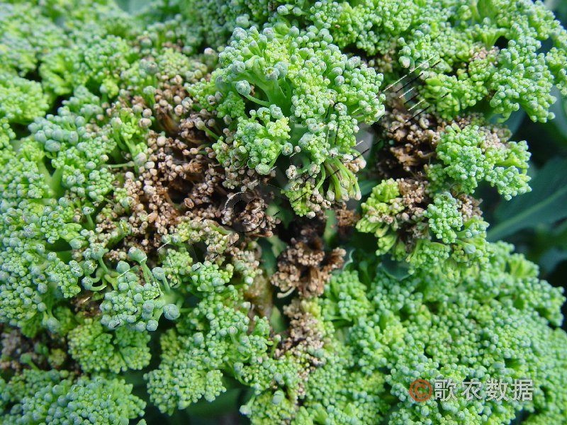 青花菜软腐病