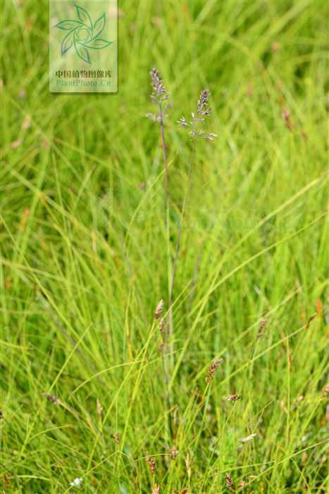  p> a href="#" data-lemmaid="4683290">青海野青茅 /a>,拉丁文名:de