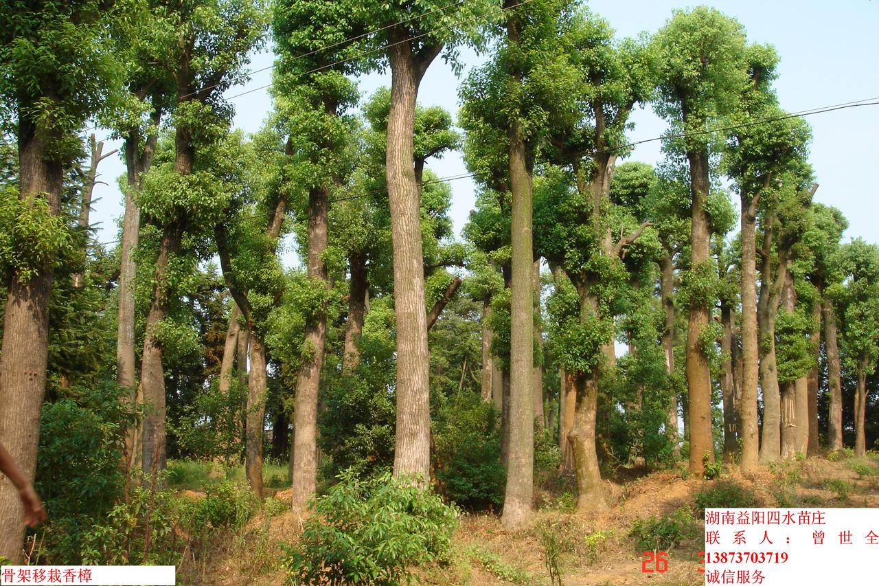  p>冬青(ilex chinensis sims):是 a target="_blank" href="/item/无