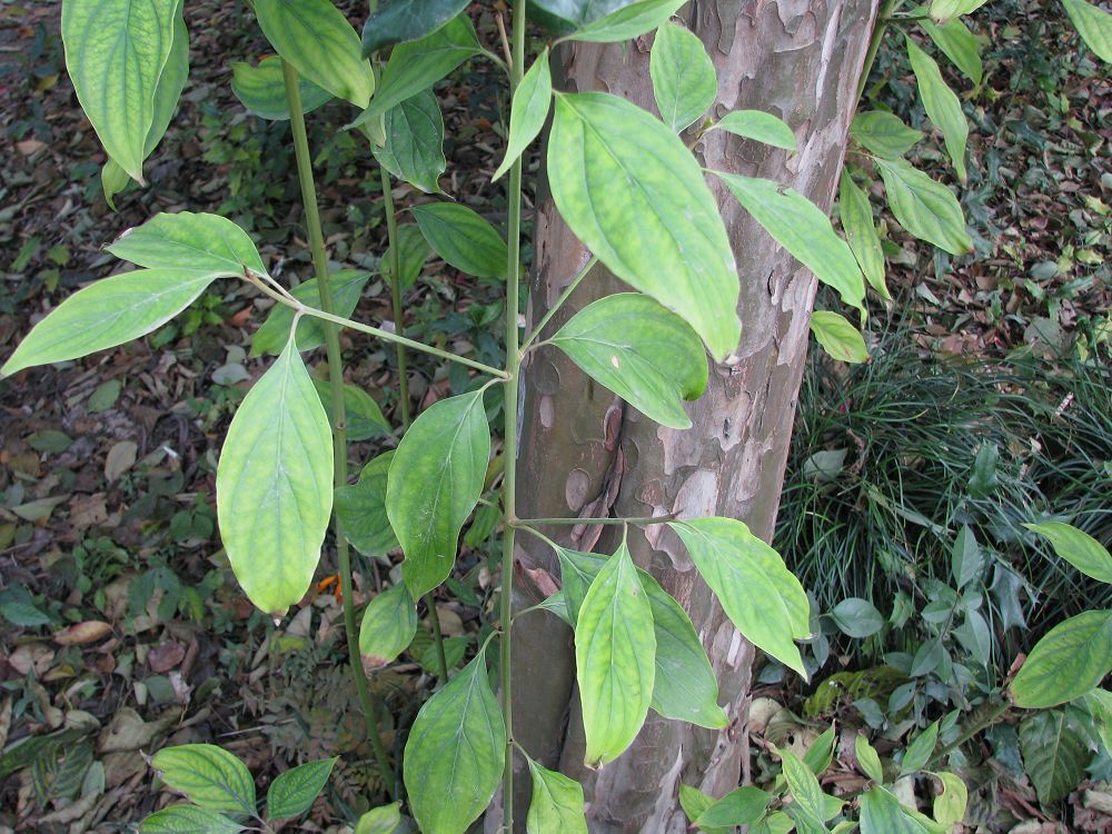 wvte2">光皮梾木( i>cornus wilsoniana /i> wangerin)是光皮树的正名