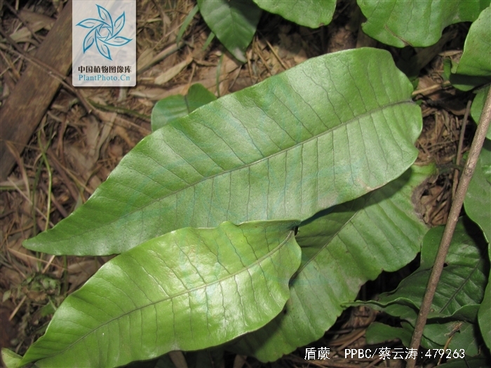  p>盾蕨(学名: i>neolepisorus ovatus /i> (bedd.