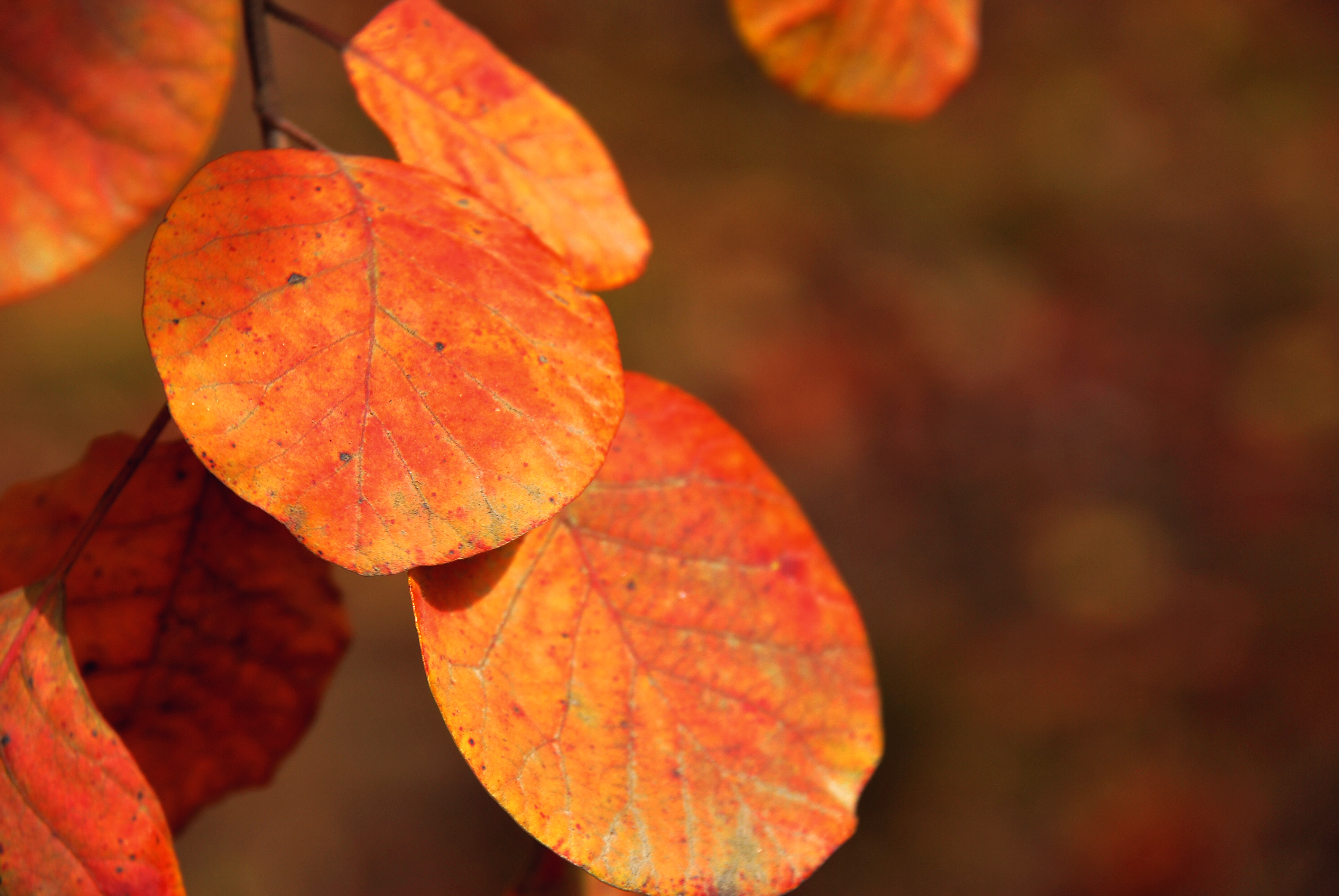 ="/item/中心纲">中心纲 /a>,合形藻目或中心硅藻目,直链藻科的一属