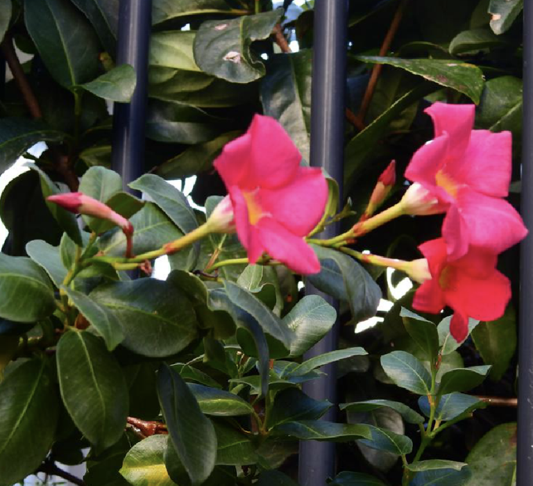 红蝉花（夹竹桃科飘香藤属植物）_百度百科