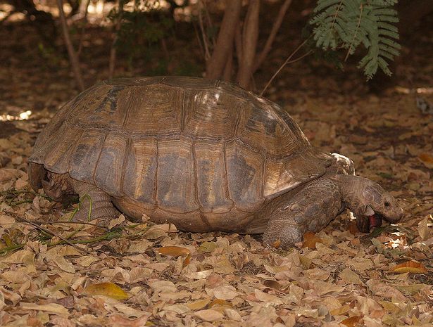 african spurred tortoise
