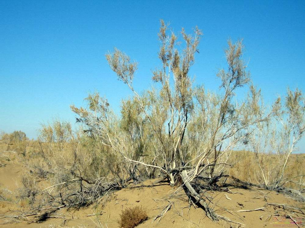 mey.) bunge)是藜科梭梭属植物,小乔木,高1-9米,树杆地径可达50厘米.