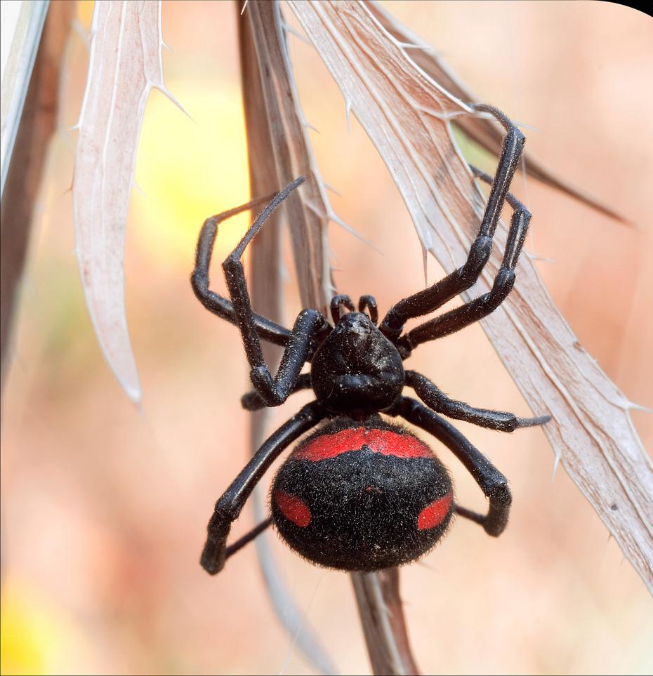 澳大利亚红背蜘蛛
