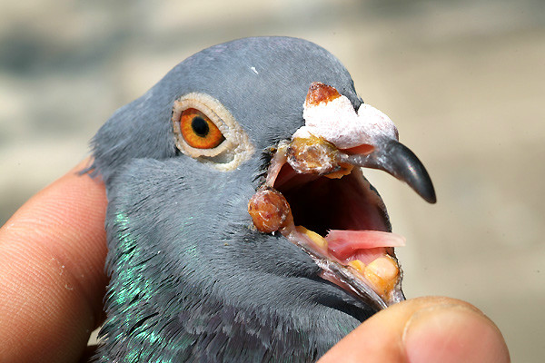 鸽痘 (农学 名词)