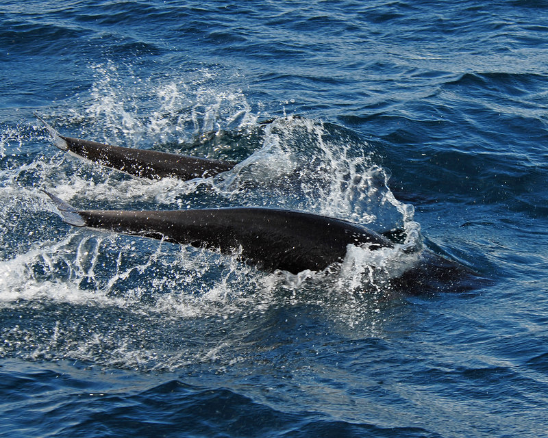  p>北露脊海豚(学名: i>lissodelphis borealis /i>)体型细长,向尾部