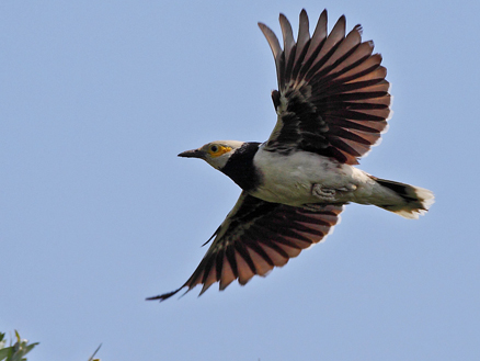 黑颈椋鸟