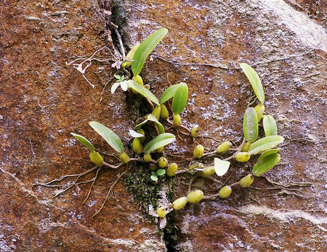  p>广东石豆兰(学名: i>bulbophyllum kwangtungense /i>  schltr.