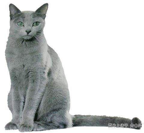 俄罗斯短毛猫