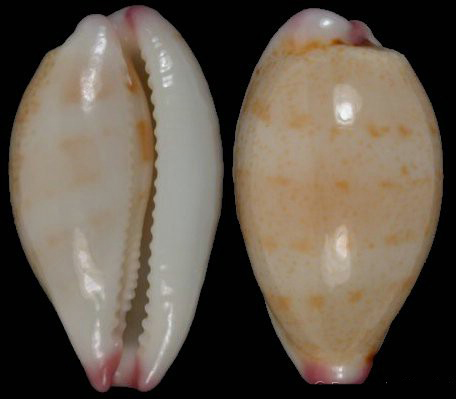  p>鼠齿宝螺(学名:purpuradusta microdon microdon