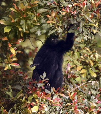  p>黑疣猴(学名: i>colobus satanas /i>):体长58-72厘米,尾长60-97