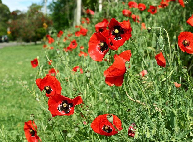 flanders field poppy