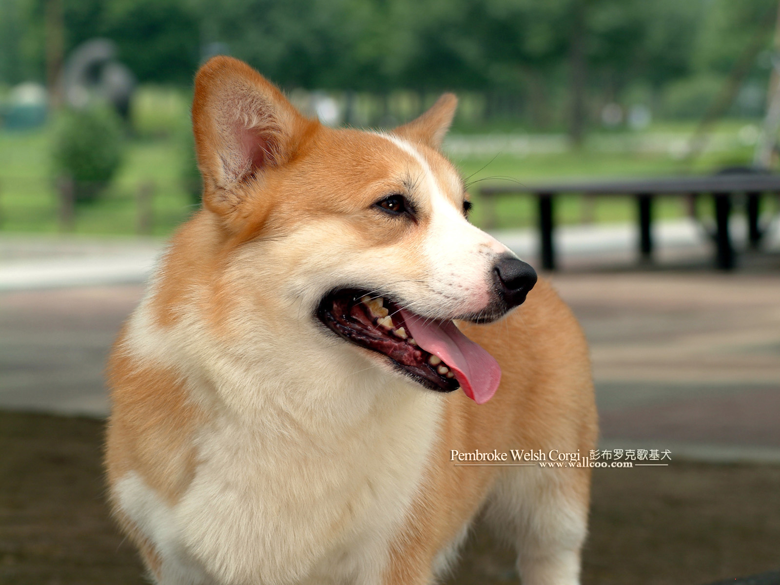 pembroke welsh corgi