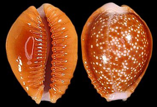  p>红花宝螺(学名:erosaria helvola helvola)是腹足纲宝螺科的 a