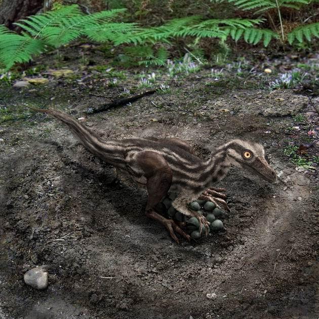  p>伤齿龙生存于晚 a href="#" data-lemmaid="383549">白垩纪 /a>,约