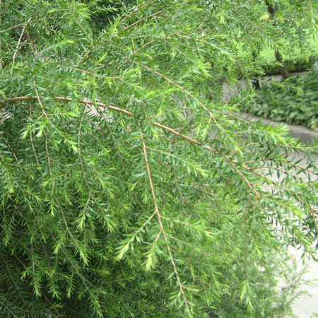  p>细花白千层,拉丁文名:melaleuca parviflora lindl.
