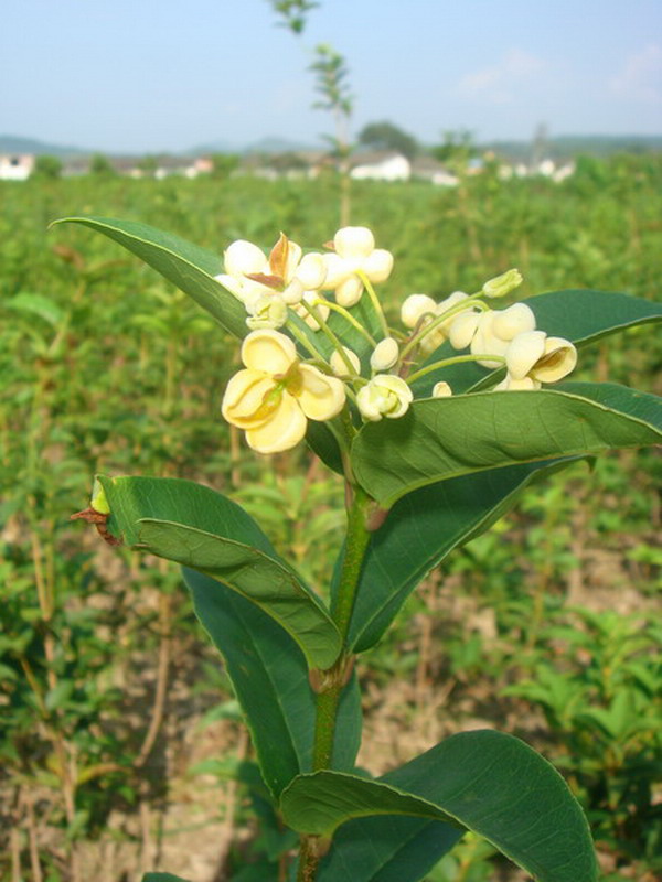 osmanthus fragrans tian xiang tai ge