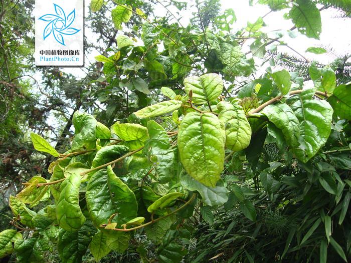  p>茄叶斑鸠菊(学名: i>vernonia solanifolia /i> benth.