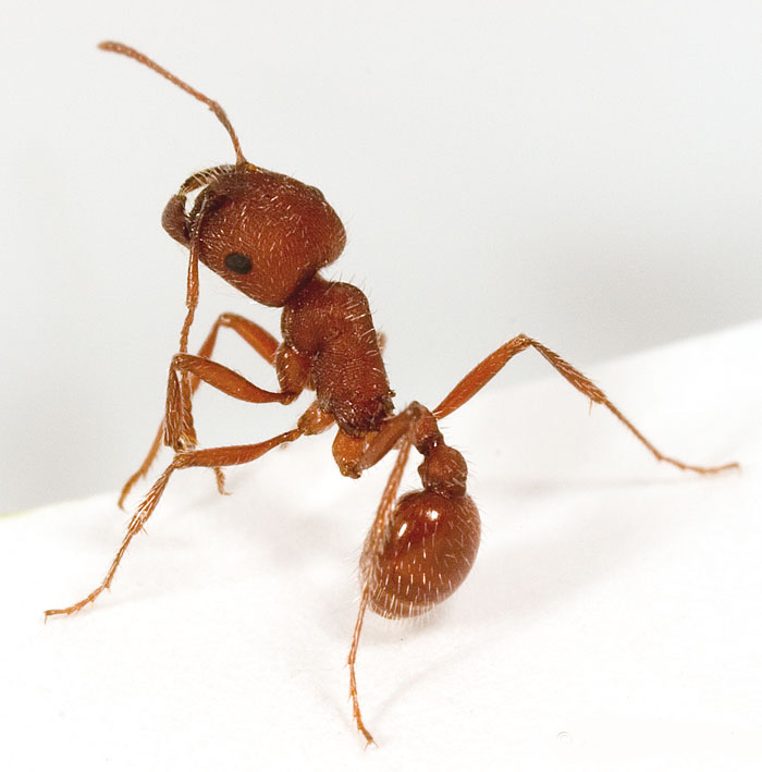 西方收获蚁(学名:pogonomyrmex occidentalis)是一种具社会性生活习性