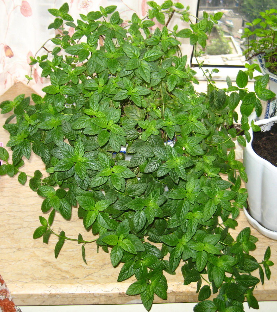 胡椒薄荷