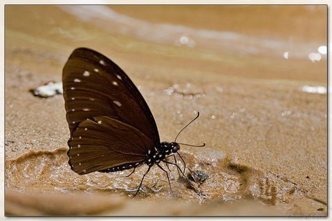  p>翠蓝斑凤蝶(学名:chilasa paradoxa )是属鳞翅目凤蝶科的一种大型