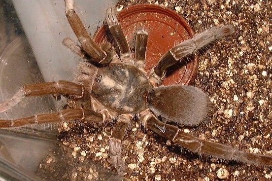  p>亚马逊巨人食鸟蛛(theraphosa blondi),又名哥利亚巨人食鸟蛛,是 a