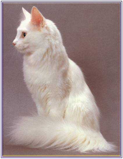  p data-id="gnwo25qmmz">安哥拉猫是最古老的品种之一,源于 a target