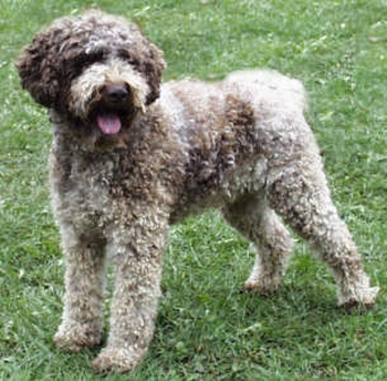 拉戈托罗马阁挪露犬