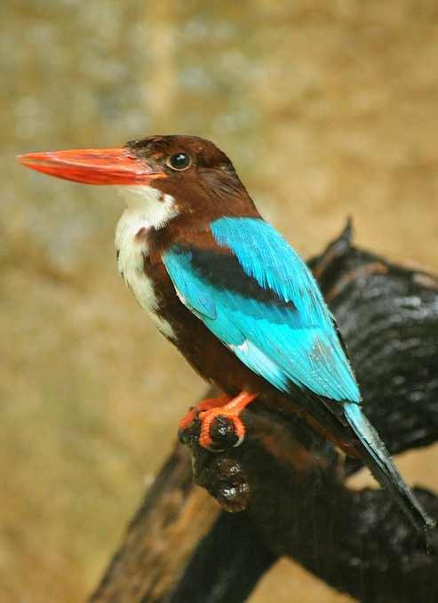  p>白胸翡翠(学名: i>halcyon smyrnensis /i>),是 a href="#" data