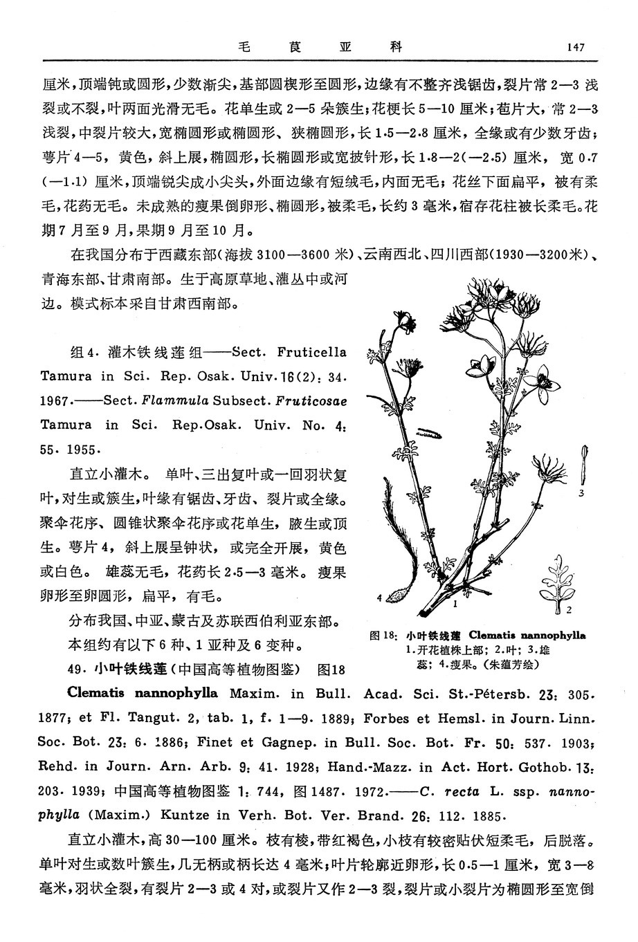 小叶铁线莲