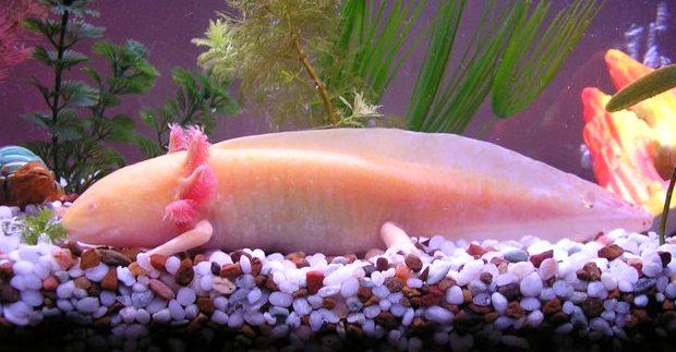 ambystoma mexicanum,英文名称:axolotl),俗称六角恐龙,是水栖的两栖