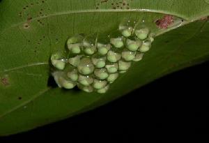  p>红眼树蛙是雨蛙的一种,属于雨蛙科,并不属于 a target="_blank"