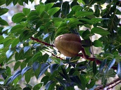  p>桃花心木(学名: i>swietenia mahagoni  /i> (l.) jacq.