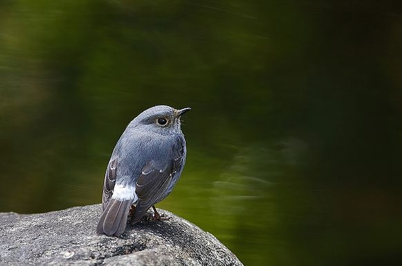  p>红尾水鸲(学名: i>rhyacornis fuliginosus /i>)是鸫科水鸲属的