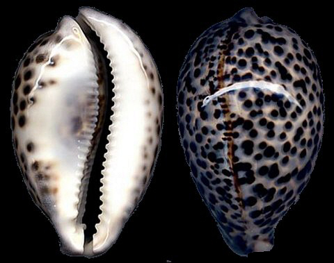  p>夏威夷黑星宝螺 (学名:cypraea tigris schilderiana)是腹足纲宝螺