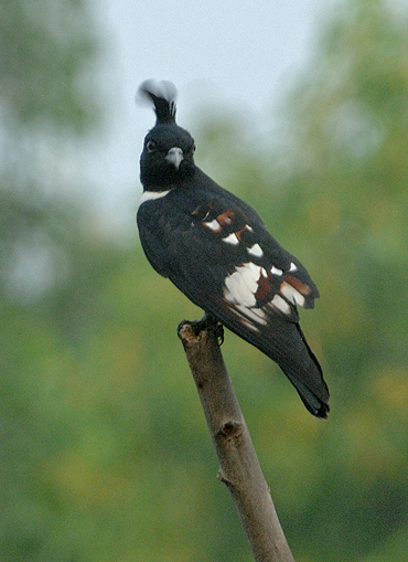  p>黑冠鹃隼(学名: i>aviceda leuphotes /i>)为鹰科鹃隼属的鸟类,是