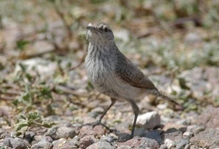 嘴长直而较细弱,先端稍曲,无嘴须.