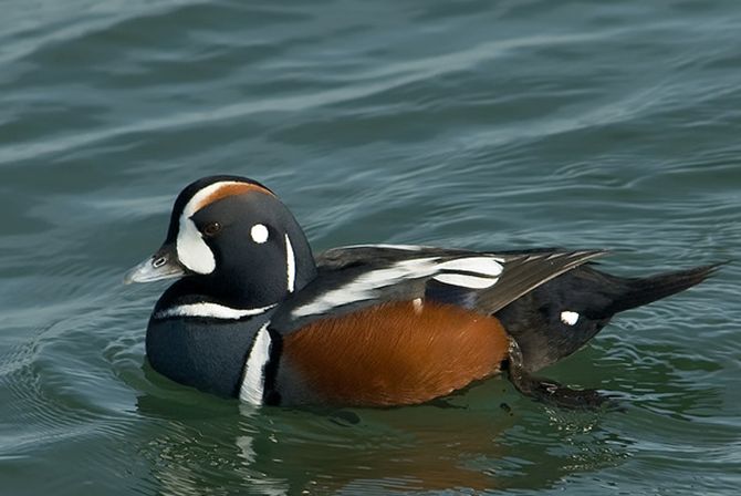 histrionicus histrionicus