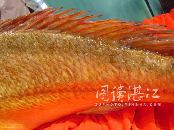  p>黄金鱼,一种热带鱼,也叫 a target="_blank"