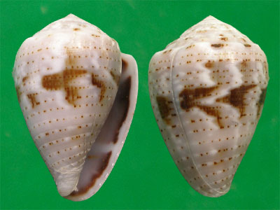  p>花冠芋螺(学名:miliariconus coronatus)壳较粗短,质厚.