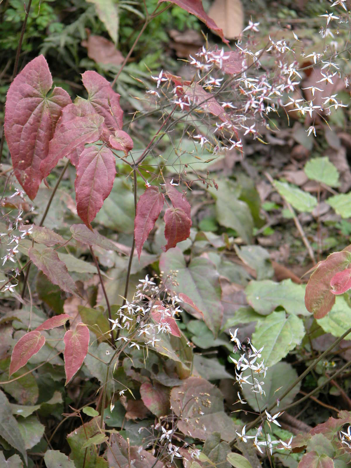 其植株高一般在20至60厘米;根状茎粗短,暗棕褐色;完整叶为三出复叶